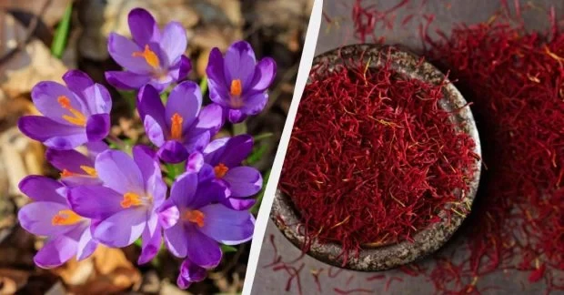 На Волині вирощують найдорожчу спецію у світі: шафран продають по 4 євро за грам