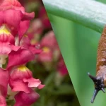 Посадіть цю квітку біля грядок: слимаки оминатимуть урожай