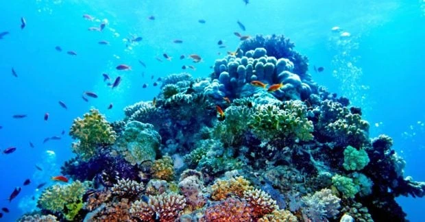 Майже всі коралові рифи світу можуть зникнути до 2075 року